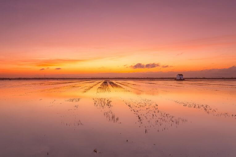 L'albufera de València