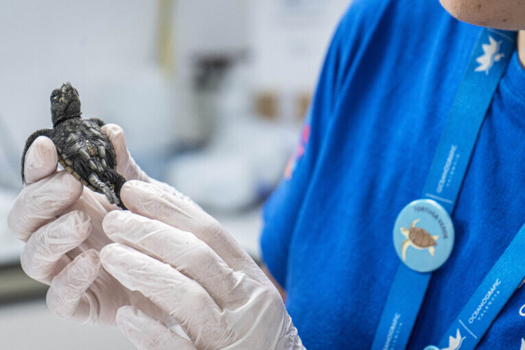 erst-check-up-schildkroten