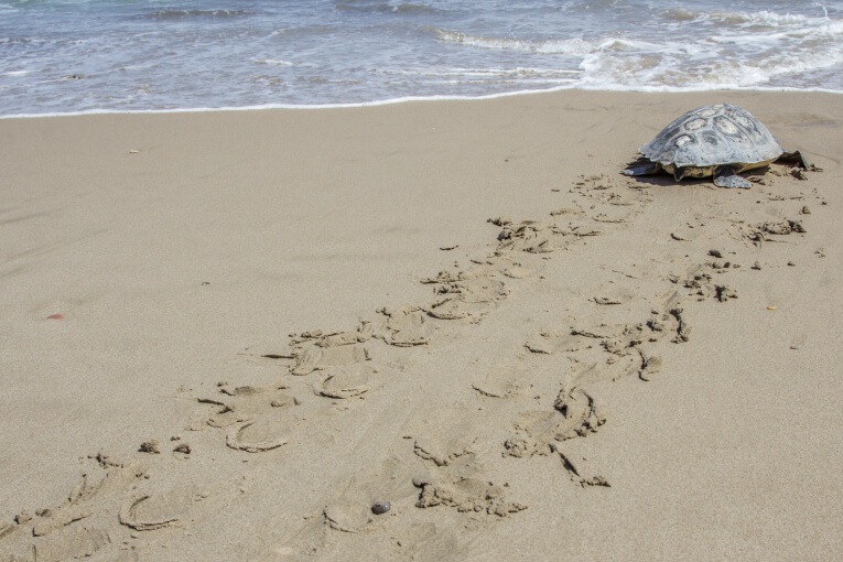 tortue-pondeuse