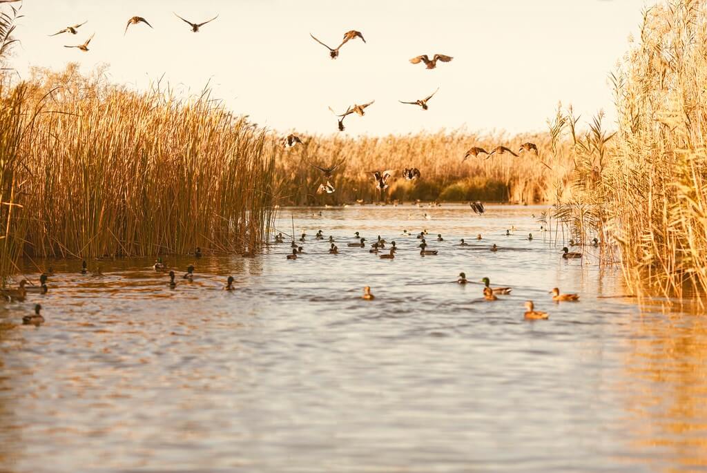 Parque Natural de L'Albufera