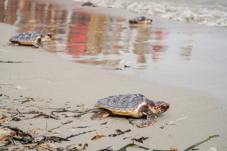 Tortugas entrando al mar