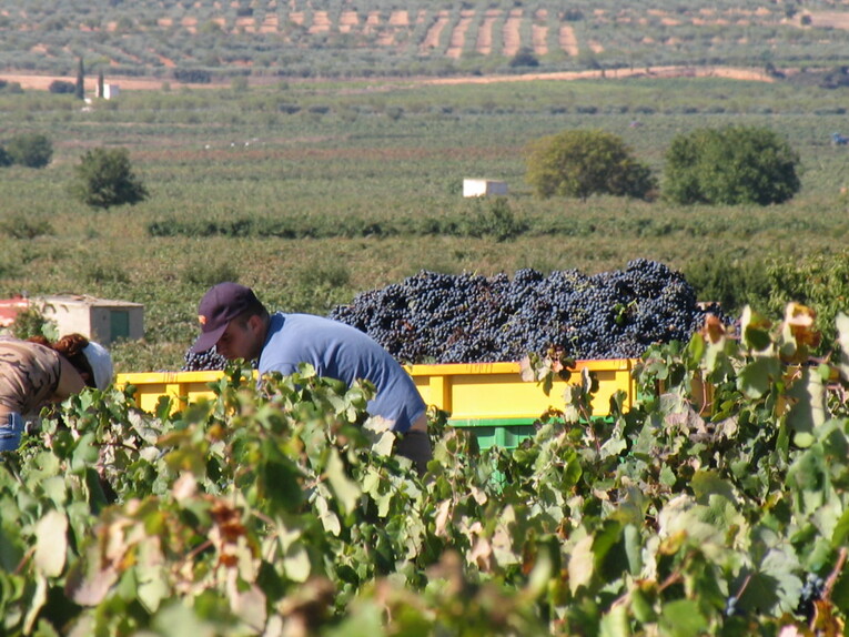 Dégustations et visites de vignobles pour la Journée de l’œnotourisme à Valencia